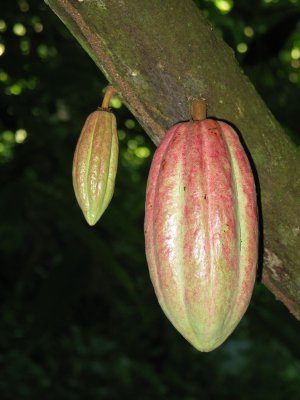 Theobroma cocoa