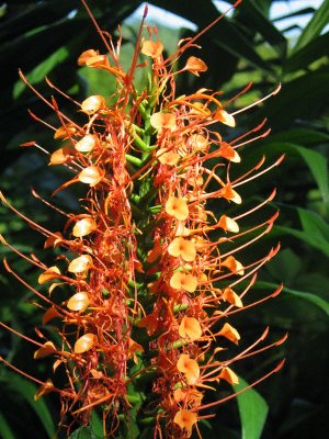 Hedychium gardnerianum